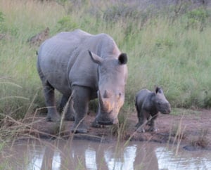 Sonja spotted a variety of wildlife while volunteering