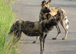 Sonja volunteered to monitor these wild dogs in South Africa