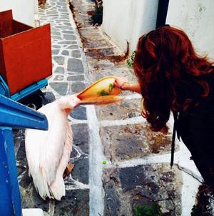 feeding pelican