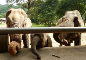 elephants