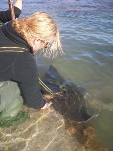 Katie feeding wild stingrays on the North Island.
