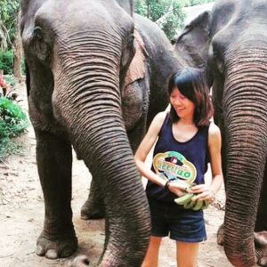 Volunteering with Elephants
