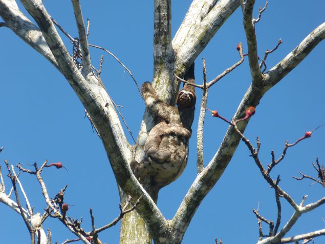 sloth in tree 
