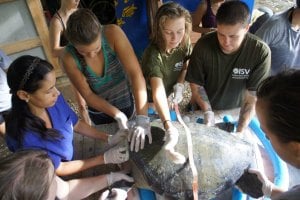 Helping the turtle with volunteers