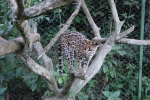 Sasha the margay