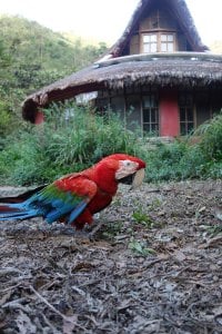 A red macaw outside the Ark