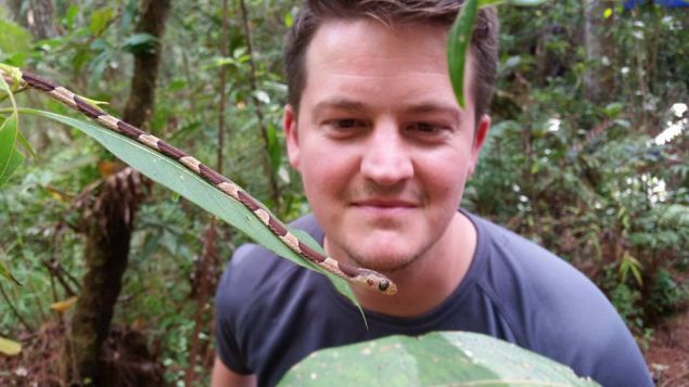 blunt headed tree snake 