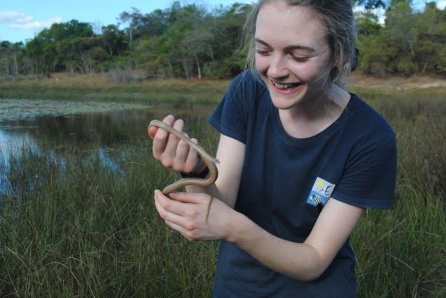 dromicodryas bernieri in Madagascar 