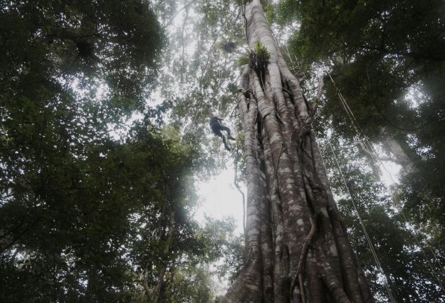 repelling down tree in Indonesia 