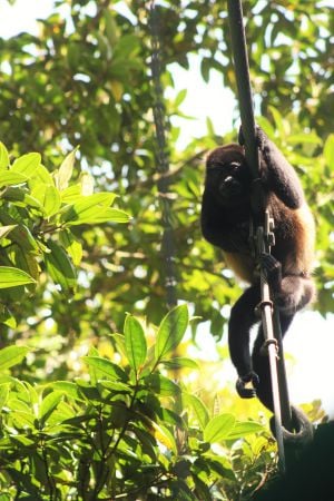 monkey in tree 
