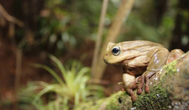 endangered frog species to Cusuco National Park