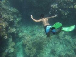 Snorkelling in the Great Barrier Reef!
