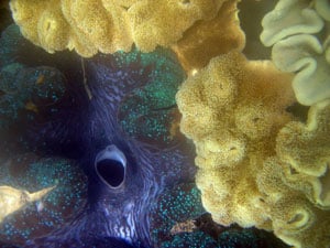 Lizard Island, Snorkeling, Great Barrier Reef