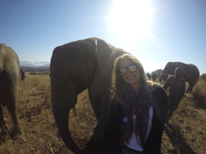 elephant