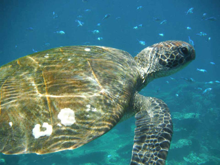 A sea turtle out in Australia's world renown reefs!