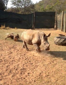 Anna coming face to face with a Rhino!