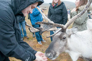 feeding reindeer