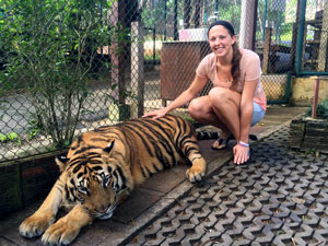 petting a tiger thailand tiger kindom