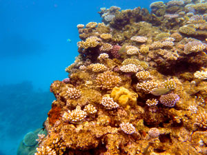 snorkeling great barrier reef