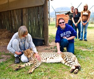 cheetah south africa