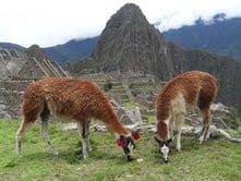 llamas machu picchu