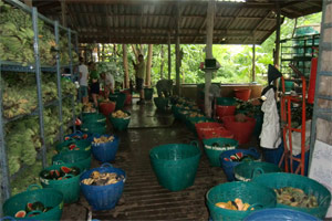 elephant food preparation