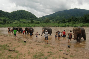 bathing elephants volunteer