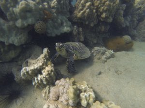 Such an amazing opportunity to learn about marine life!