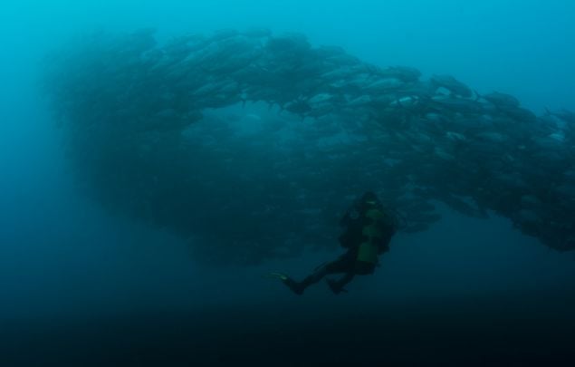 diving with fish