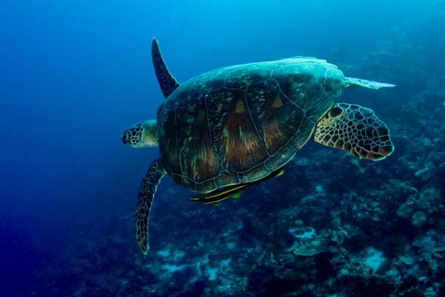 green turtle with remora 3 toladona