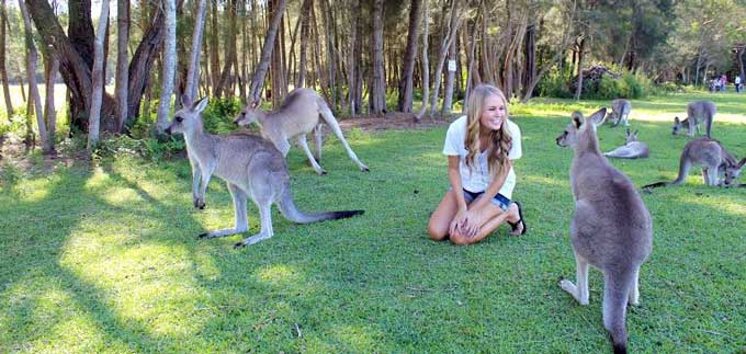 kangaroos