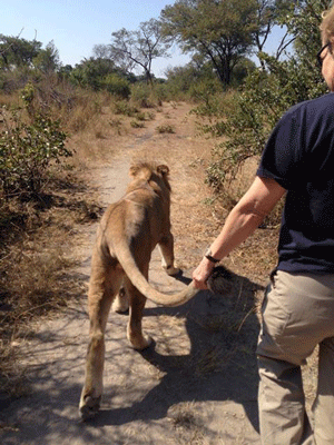 The lion is walking me