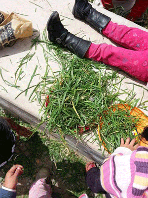 The grass the kids collected on my last day to give to me as a gift.