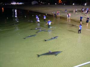 feeding dolphins