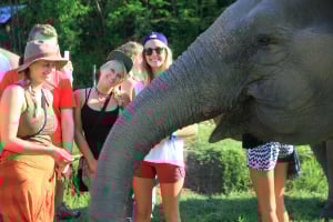 Elephant