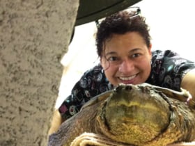 turtle