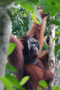 Spotted an orangutan