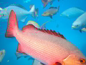 Fishes in the deep ocean