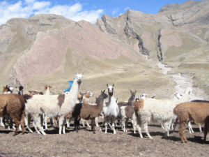 alpacas in the desert