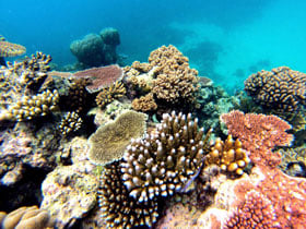 Great Barrier Reef