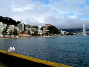 wellington harbor new zealand