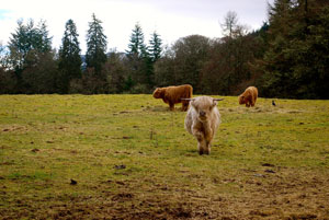Highland cows