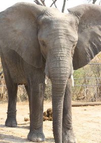 One of the four elephants at the park