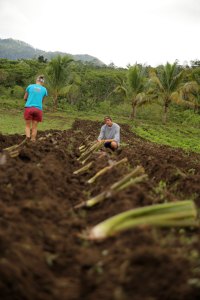 Rustic Pathway participants plant taro at Jone's Farm in Fiji