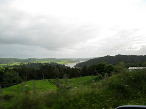 Waipoua Forest