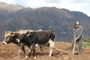 Farming in Peru
