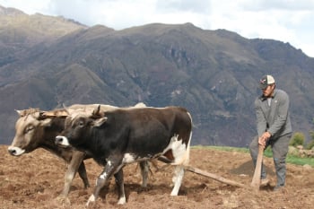 Farming in Peru