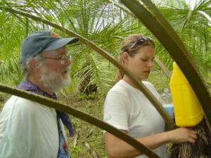 setting weevil traps in costa rica