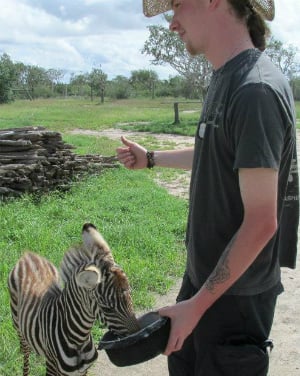 baby zebra