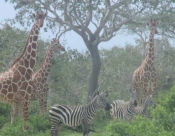 Zebras and giraffes!